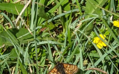 Soil Pits and Marsh Fritillaries
