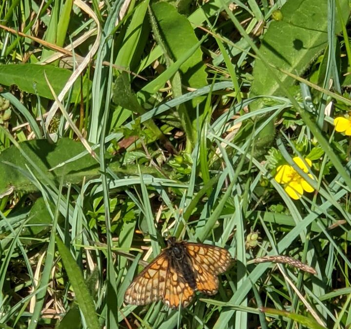Soil Pits and Marsh Fritillaries